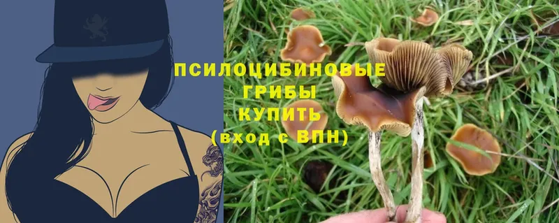 Псилоцибиновые грибы Psilocybe  Асбест 